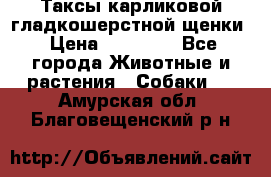 Таксы карликовой гладкошерстной щенки › Цена ­ 20 000 - Все города Животные и растения » Собаки   . Амурская обл.,Благовещенский р-н